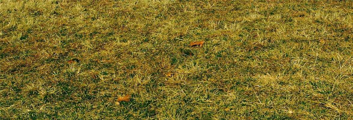 Grass with patches of yellow