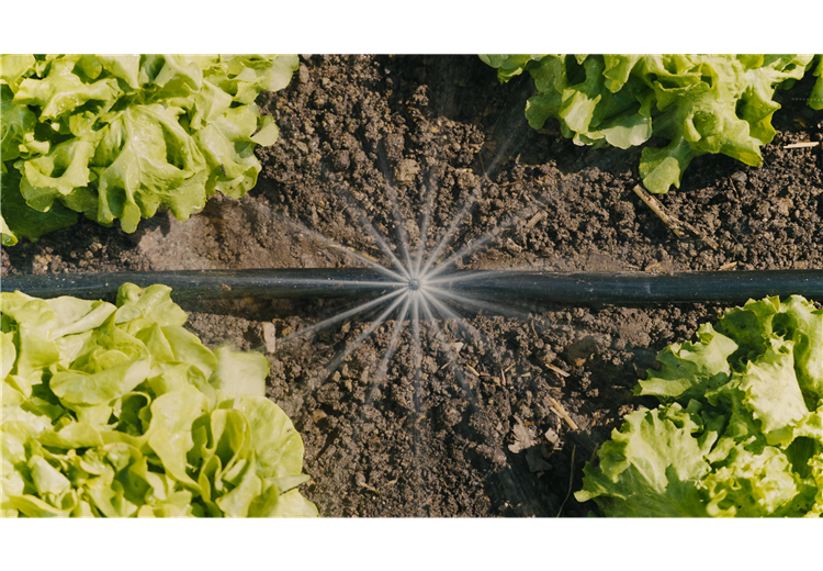Micro-Drip-Irrigation Vegetable Bed/​Flower Border Set