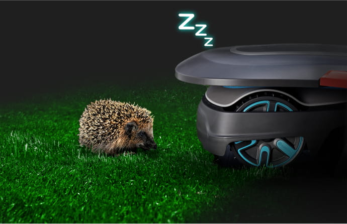 Hedgehog and robotic lawnmower